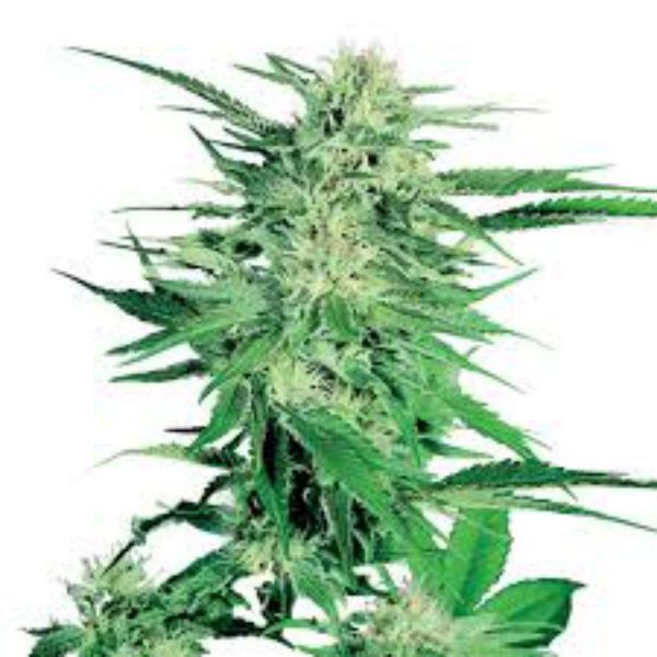 King of the North Cannabis Seeds