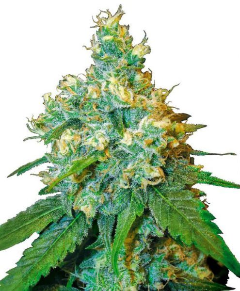 cannabis-Seeds