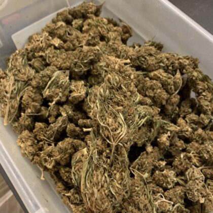 Buy Bulk Hemp Flower